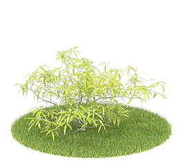 植物國外精品素材裝飾素材免費(fèi)下載室內(nèi)裝飾素材 78