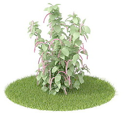 植物國外精品素材裝飾素材免費(fèi)下載植物3d模型 56