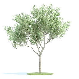植物國外精品素材裝飾素材免費(fèi)下載室內(nèi)裝飾素材 119