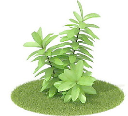 植物國外精品素材裝飾素材免費(fèi)下載家居裝修素材 84