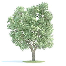 植物國外精品素材裝飾素材免費(fèi)下載國外裝飾素材 102