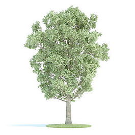 植物國外精品素材裝飾素材免費(fèi)下載室內(nèi)裝飾素材 97