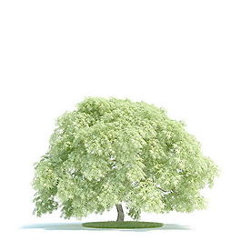 植物國外精品素材裝飾素材免費(fèi)下載家居裝修素材 147