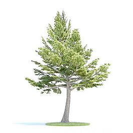 植物國外精品素材裝飾素材免費下載室內(nèi)裝飾素材 125