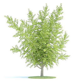 植物國外精品素材裝飾素材免費下載植物3d模型 118