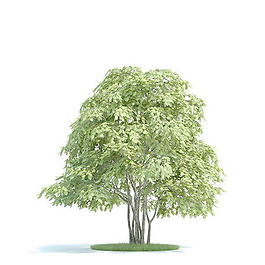 植物國外精品素材裝飾素材免費下載植物3d模型 149