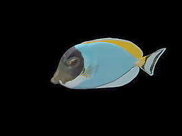 動(dòng)物魚類3d模型動(dòng)植物模型免費(fèi)下載3d模型免費(fèi)下載 25