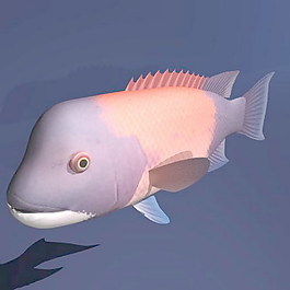 動物魚類3d模型動植物模型免費下載魚類3d素材 29
