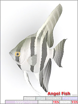 動(dòng)物魚類3d模型動(dòng)植物模型免費(fèi)下載3d模型免費(fèi)下載 33