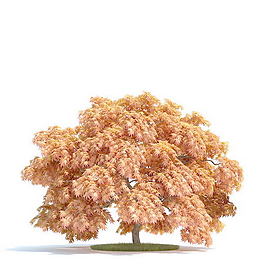 植物國外精品素材裝飾素材免費(fèi)下載室內(nèi)裝飾素材 146