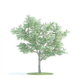 植物國外精品素材裝飾素材免費下載室內(nèi)裝飾素材 150