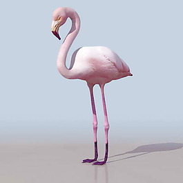 動物禽類3d模型素材動植物模型動物模型素材 6