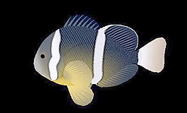 動物魚類3d模型動植物模型免費下載動植物3d模型 7