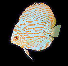 動物魚類3d模型動植物模型免費下載動植物3d模型 6