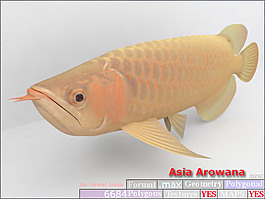 動(dòng)物魚類3d模型動(dòng)植物模型免費(fèi)下載3d模型免費(fèi)下載 35