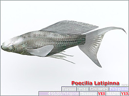 動(dòng)物魚類3d模型動(dòng)植物模型免費(fèi)下載魚類3d素材 40