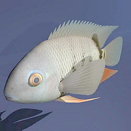 動物魚類3d模型動植物模型免費下載動植物3d模型 30