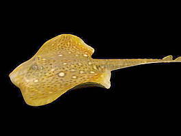 動物魚類3d模型動植物模型免費下載魚類3d素材 50