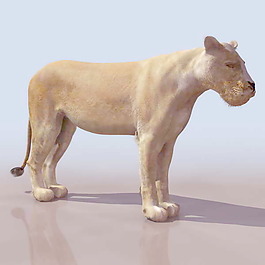 動(dòng)物哺乳動(dòng)物3d模型免費(fèi)下載動(dòng)植物 23