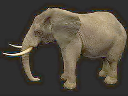 動物哺乳動物3d模型免費下載3d模型素材免費下載 26