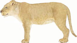 動物哺乳動物3d模型免費(fèi)下載3d模型素材免費(fèi)下載 5