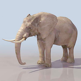 動物哺乳動物3d模型免費下載動植物 30