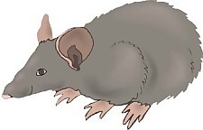 小鼠15