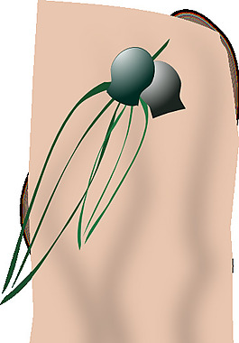 gumleaves剪貼畫(huà)