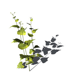 小型花卉植物3D模型免費下載，帶材質-2