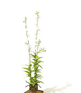 盆景植物3D模型、盆栽植物3D模型免費下載，含材質-52