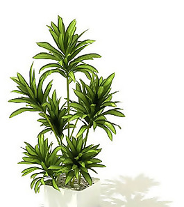 盆景植物3D模型、盆栽植物3D模型免費下載，含材質(zhì)-50