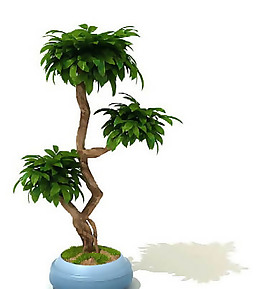 盆景植物3D模型、盆栽植物3D模型免費(fèi)下載，含材質(zhì)-30