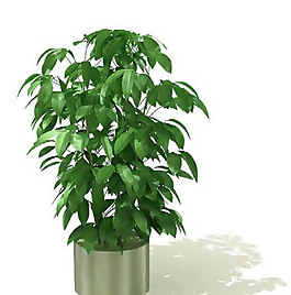 盆景植物3D模型、盆栽植物3D模型免费下载，含材质-26