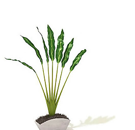盆景植物3D模型、盆栽植物3D模型免費(fèi)下載-20