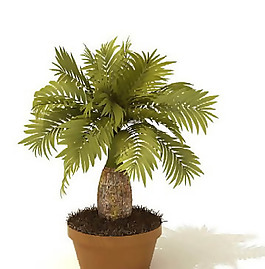 盆景植物3D模型、盆栽植物3D模型免費(fèi)下載-4
