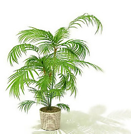 盆景植物3D模型、盆栽植物3D模型免費下載-1