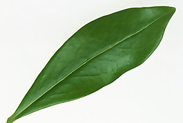 多種葉子、樹(shù)葉3D材質(zhì)貼圖素材-39