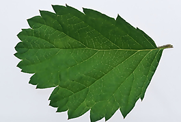 多種葉子、樹葉3D材質(zhì)貼圖素材-32