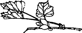 花剪辑艺术分院