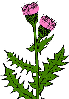 刺兒荊剪貼畫