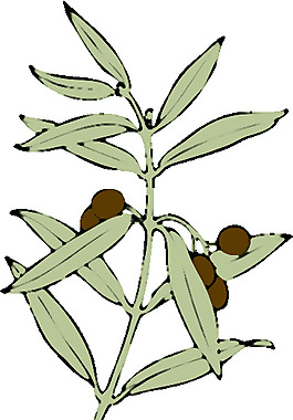橄欖枝的剪輯藝術(shù)