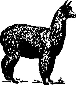 羊駝剪貼畫(huà)