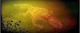 t-croc