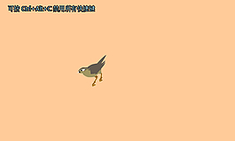 可愛(ài)小鳥(niǎo)