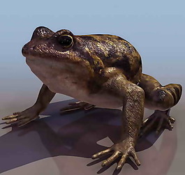 青蛙-動物3D模型素材2