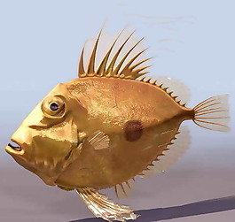熱帶魚-動物3D模型素材