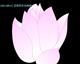 荷花盛開