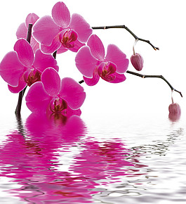 水中花卉紅色花枝