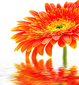 紅花水中倒影