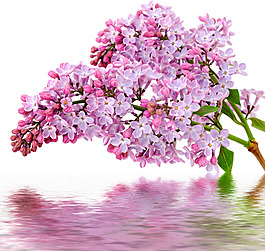 水中花卉倒影素材